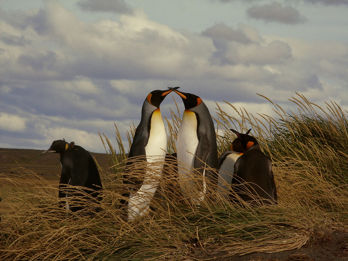 Punta Arenas King Penguins Full Day By Luisa De Clases