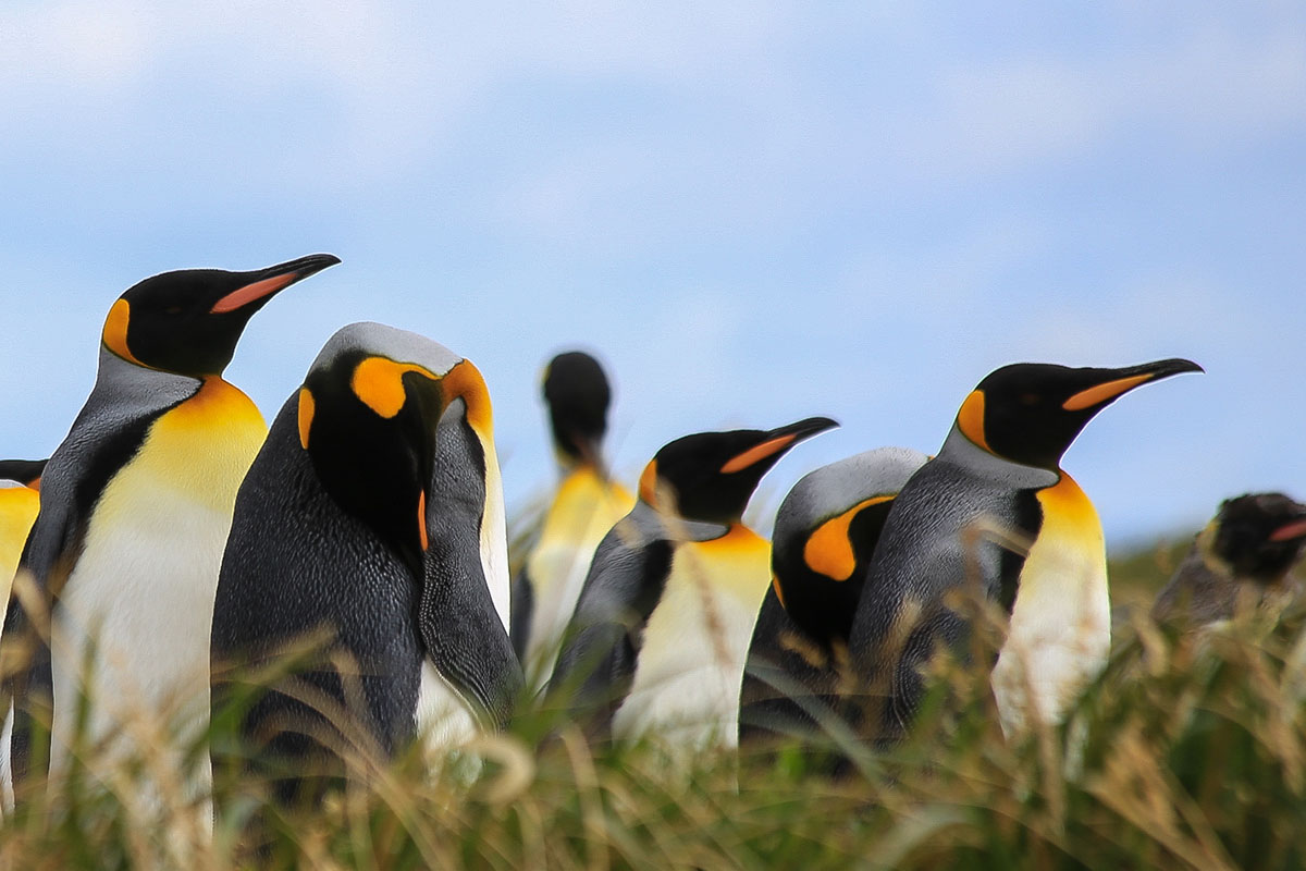 Punta Arenas King Penguins By Cristobal Tellez Experience Chile