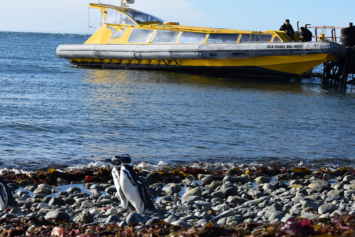 Punta Arenas Boat Santa Madalena Penguins Experience Chile