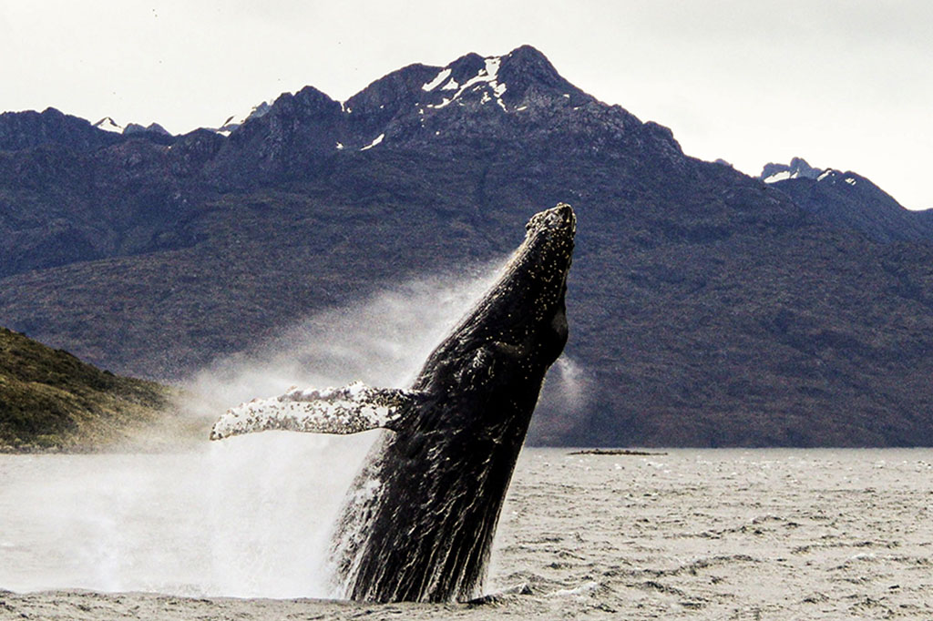 Punta Arenas Whale Watching Full Day Featured Image