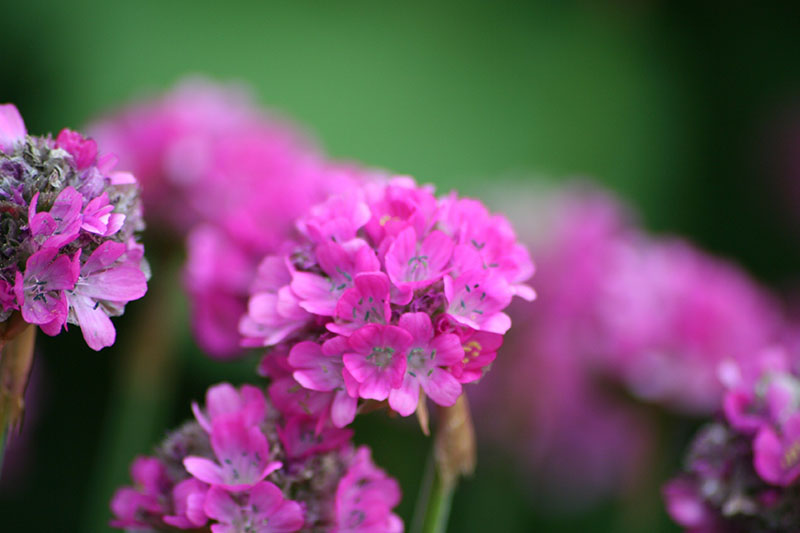 Close Up Of The Flower Thrift