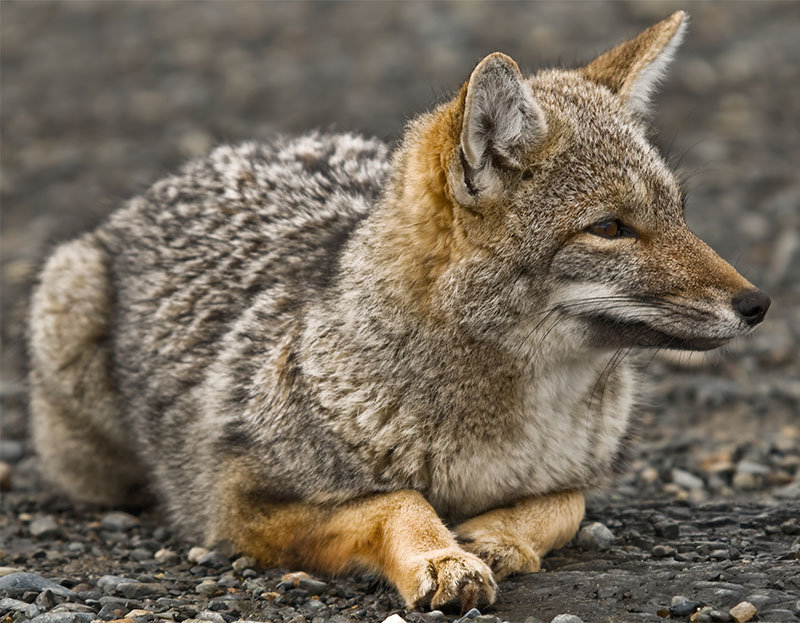 Lesser Grey Fox Of Patagonia
