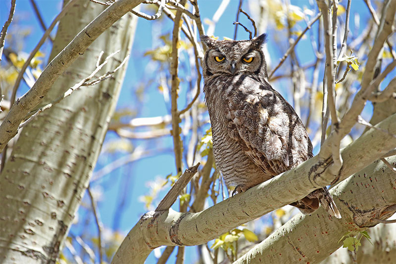 Magellanic Horned Owl Perched On A Branch