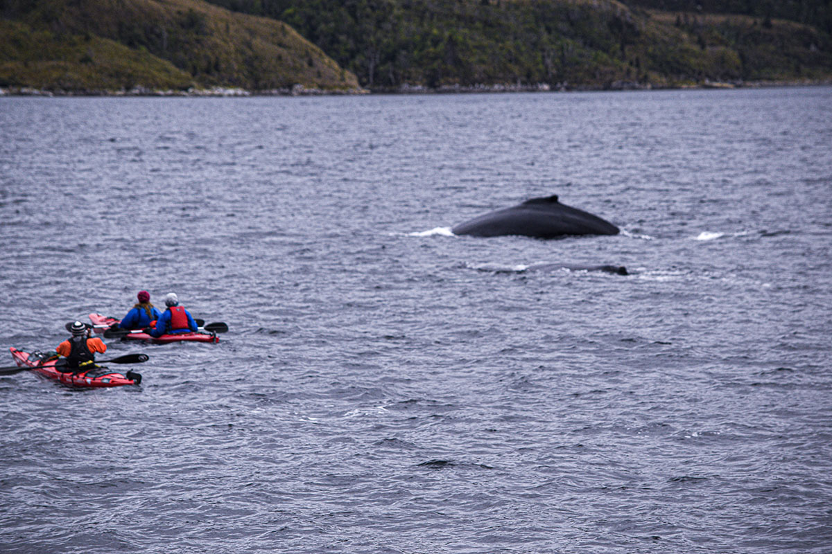 Punta Arenas Whales With Kayak Experience Chile