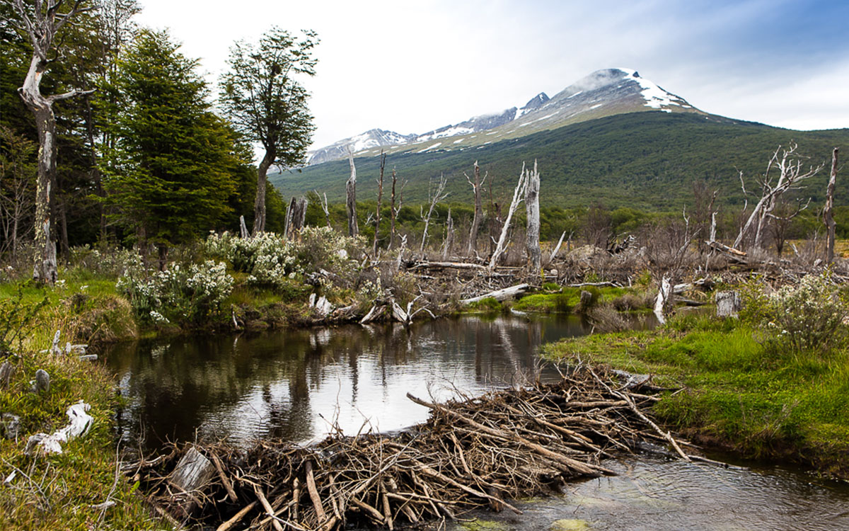 Ushuaia Tierra Del Fuego Nat Park Baver Dam By Manuel Romains