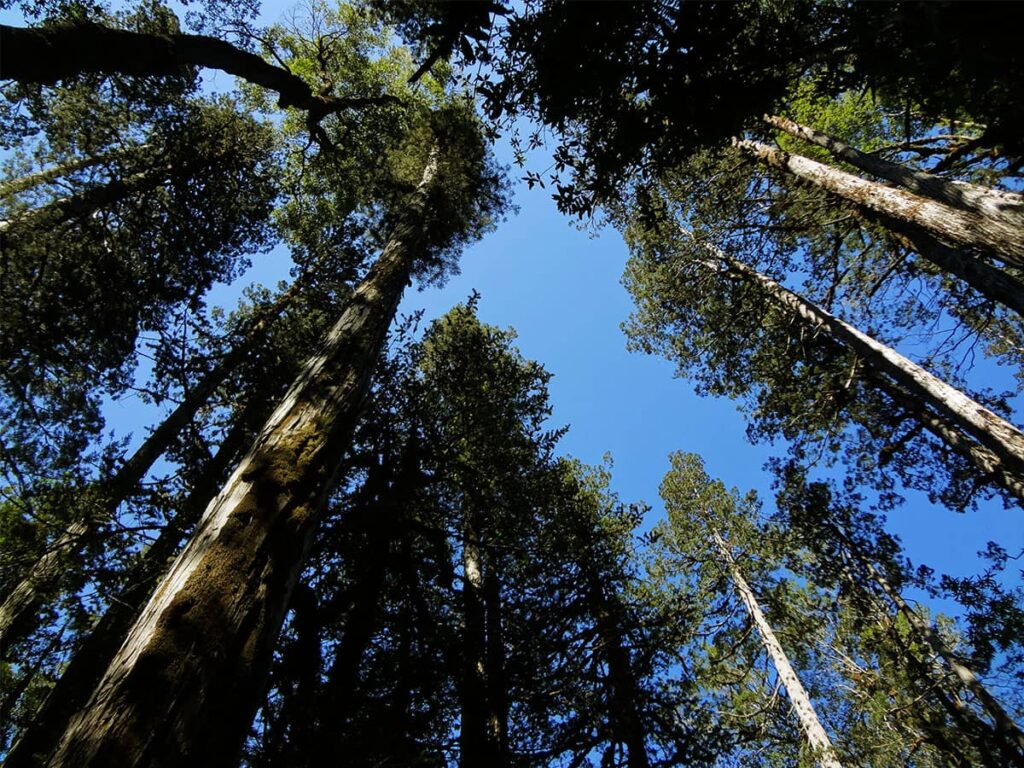 carretera-austral-alerce-andino-national-park