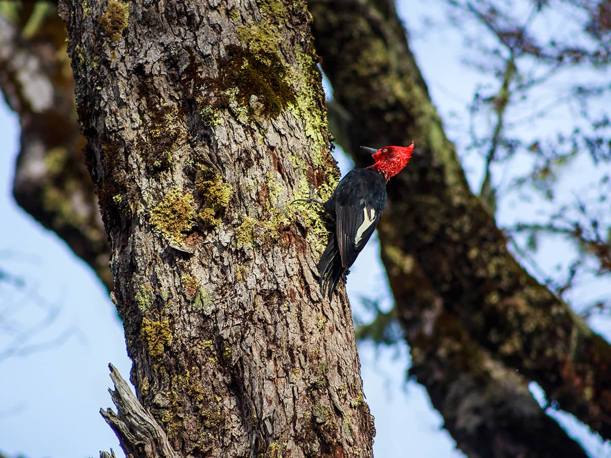 Woodpecker In Forest Experience Chile