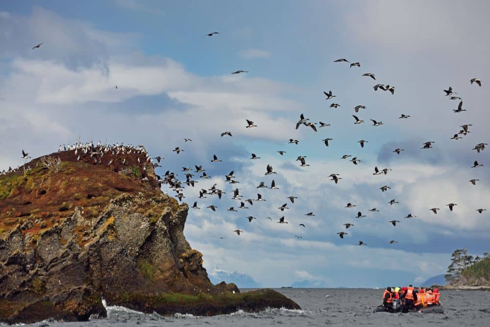 Australis Cruise Birds Tucker Islets Experience Chile