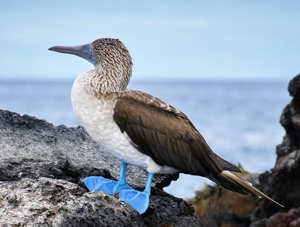 Galapagos Islands Blue Footed Booby Experience Chile