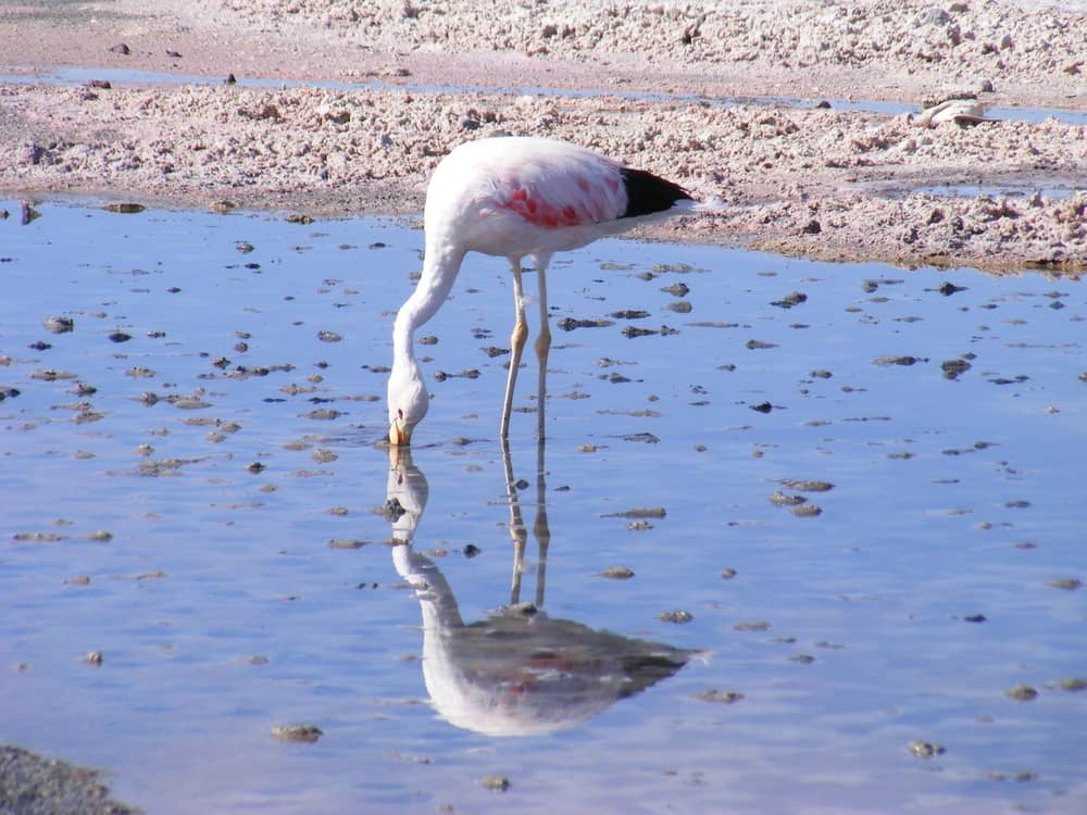 Salar De Atacama Flamingo Experience Chile
