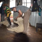 Torres Del Paine Estancia Cerro Guido Sheep Shearing 980x653