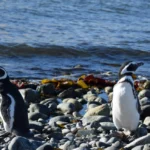 Torres Del Paine Isla Magdalena Magallan Penguins 980x653