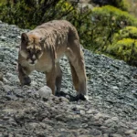 Puma Spot On A Wildife Safari Torres Del Paine National Park Patagonia Chile_27513474053_o 980x653